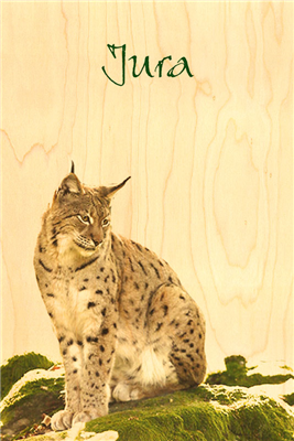 Carte postale Jura lynx