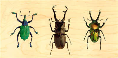 PANO454-Carte panoramique trois scarabées