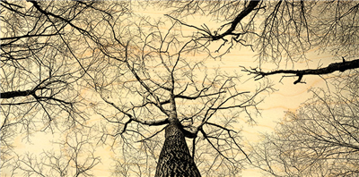 Carte panoramique branches d'arbres