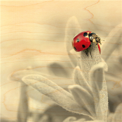 Poster coccinelle feuille