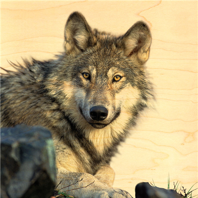 Poster loup portrait