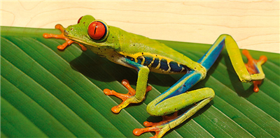 Carte panoramique grenouille multicolore