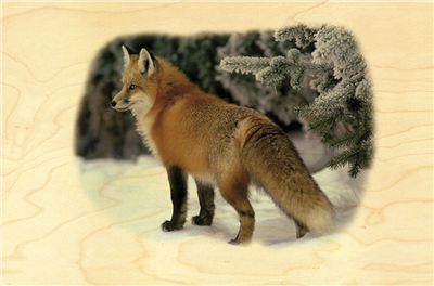 Carte postale renard debout dans la neige