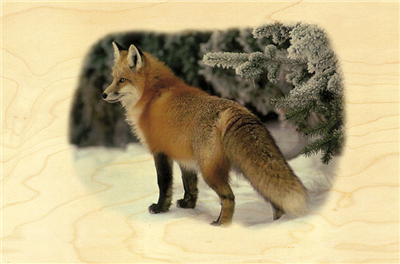 Cartes Postales Animaux Cartes Postales Animaux