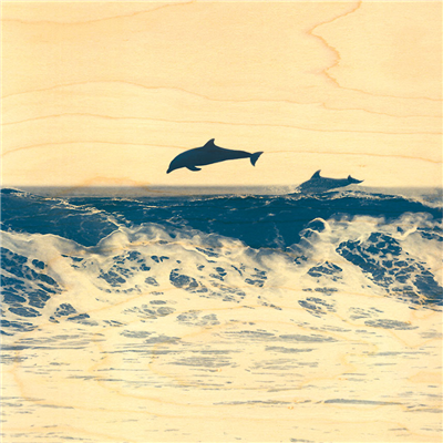 Poster dauphin saut