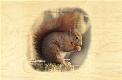 Carte postale écureuil roux