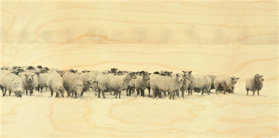 Carte panoramique moutons troupeau