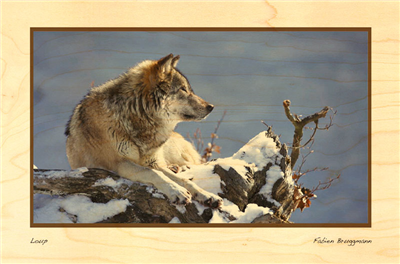 Carte postale loup neige