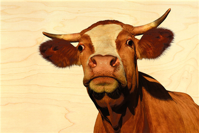 Carte postale portrait de vache