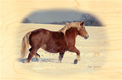 Carte postale cheval comtois neige