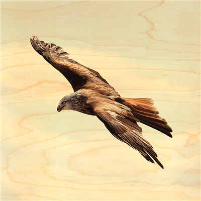 Poster aigle en vol