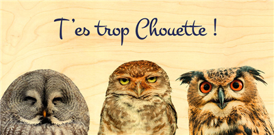 Carte panoramique trio de chouettes