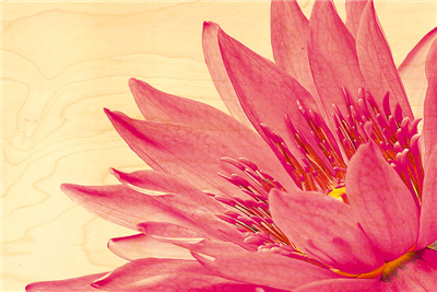 Carte postale en bois fleur rose