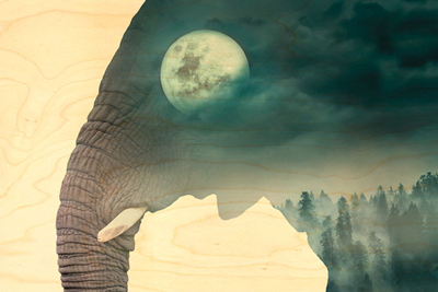 Carte en bois éléphant lune ANP11