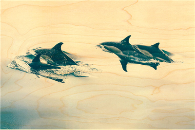 Carte postale dauphin vu du dessus