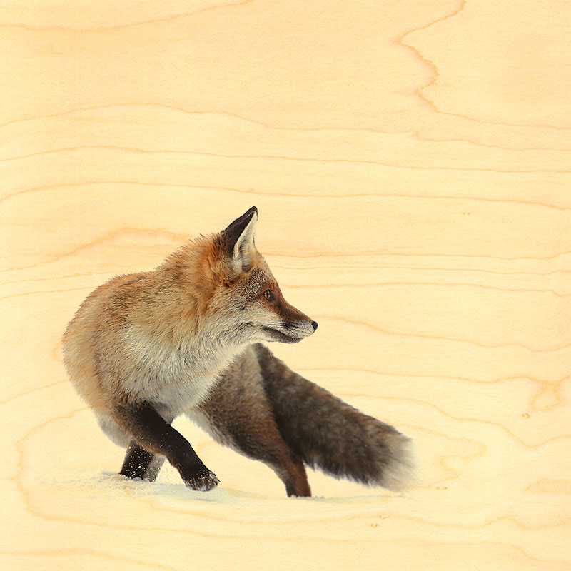 renard roux sautant dans la neige