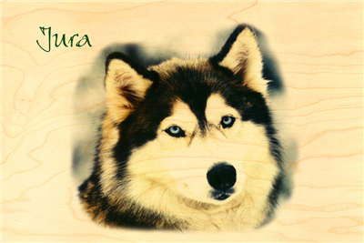 Carte postale jura husky