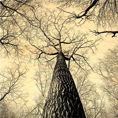 Poster branches et tronc d'arbres