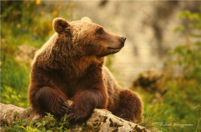 Carte postale ours tronc d'arbre