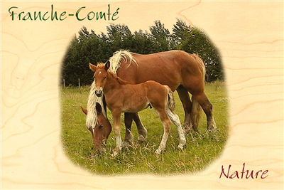 Carte postale franche-comté jument poulain