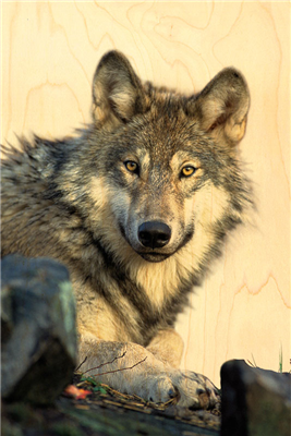 Carte postale portrait de loup
