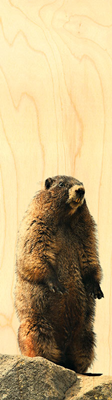 MP676-Marque-page marmotte debout