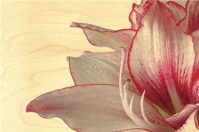 Carte postale en bois amaryllis