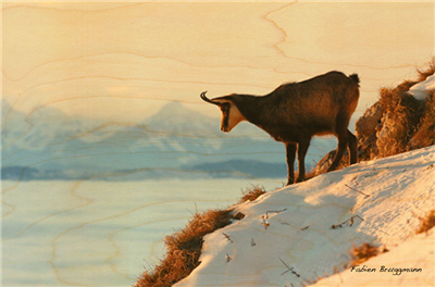 Carte postale chamois montagne