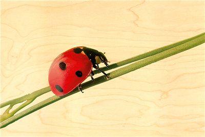 Carte postale coccinelle sur branche