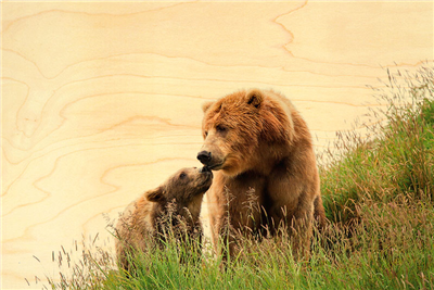 Carte postale ours et ourson