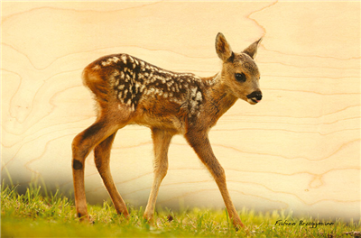 Carte postale faon bambi