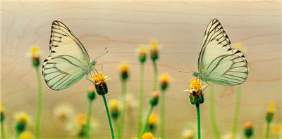 Carte panoramique deux papillons