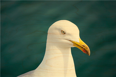 Carte postale tête de mouette