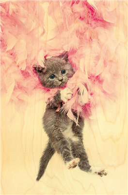 Carte postale chaton plume