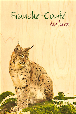 Carte postale franche-comté lynx