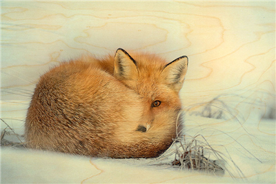 Carte postale oeil de renard
