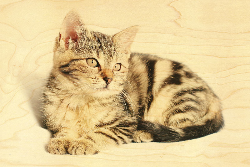 Carte Postale En Bois Chaton Tigre