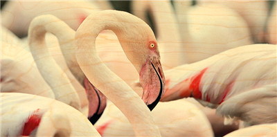 Carte panoramique flamant rose