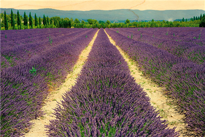 Carte postale en bois champ de lavande