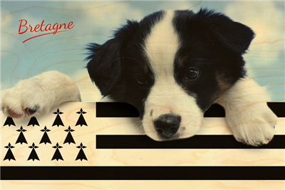 Carte postale bretagne drapeau chien