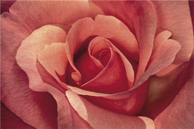 Carte postale en bois rose petales