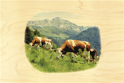 Carte postale vaches champ montagne