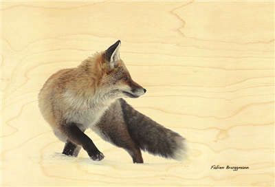 Carte postale renard marchant dans la neige