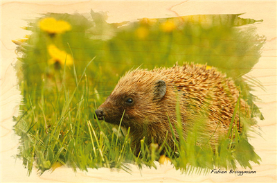 Carte postale hérisson dans l'herbe