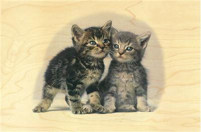Carte postale chatons tigrés