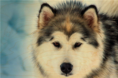 Carte postale chien nordique