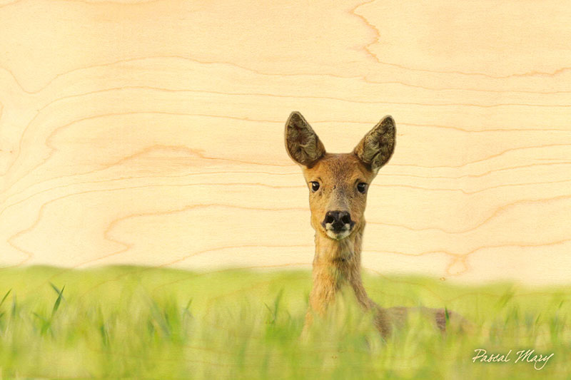 Carte Postale En Bois Chevreuil Dans L Herbe