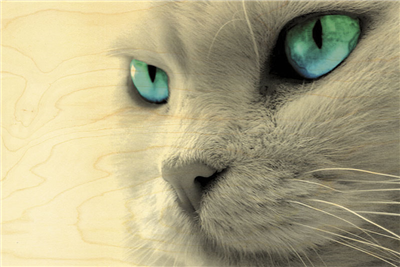 Carte postale chat aux yeux bleus
