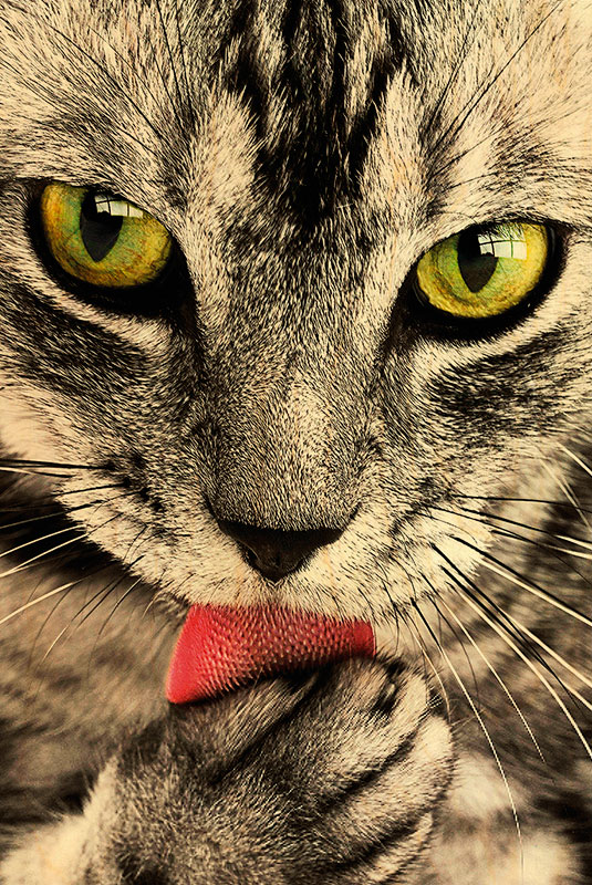 Carte Postale En Bois Chat Langue