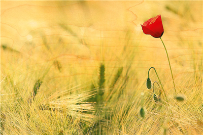 Carte postale en bois coquelicot seul